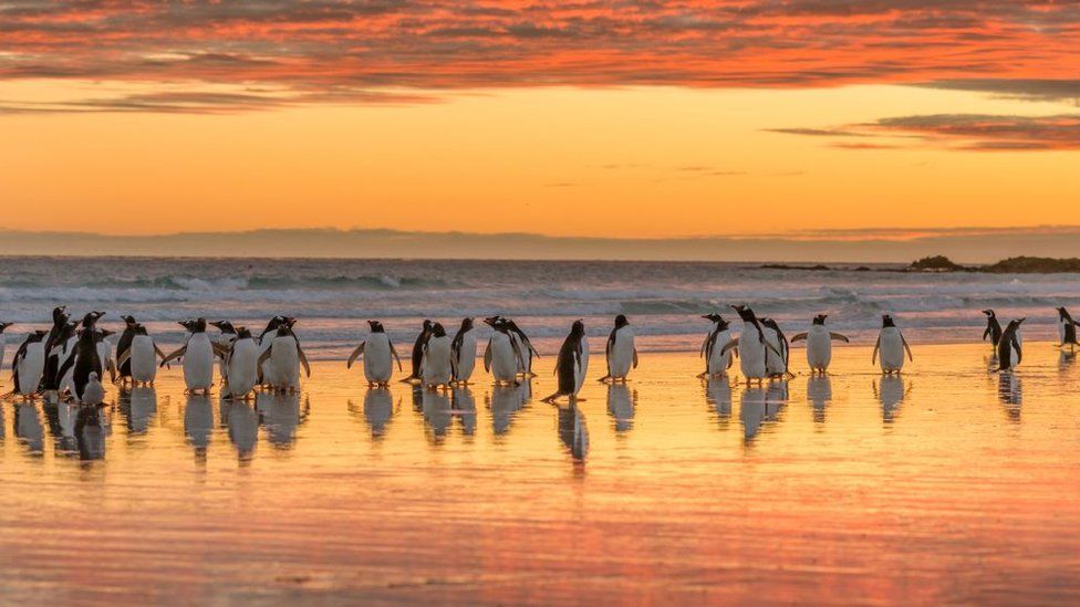 Gentoo penguins at Volunteer Point, the Falkland Islands