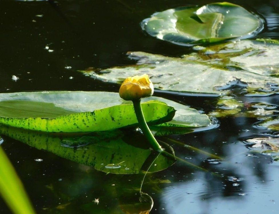 A Nymphaeaceae (water lily)