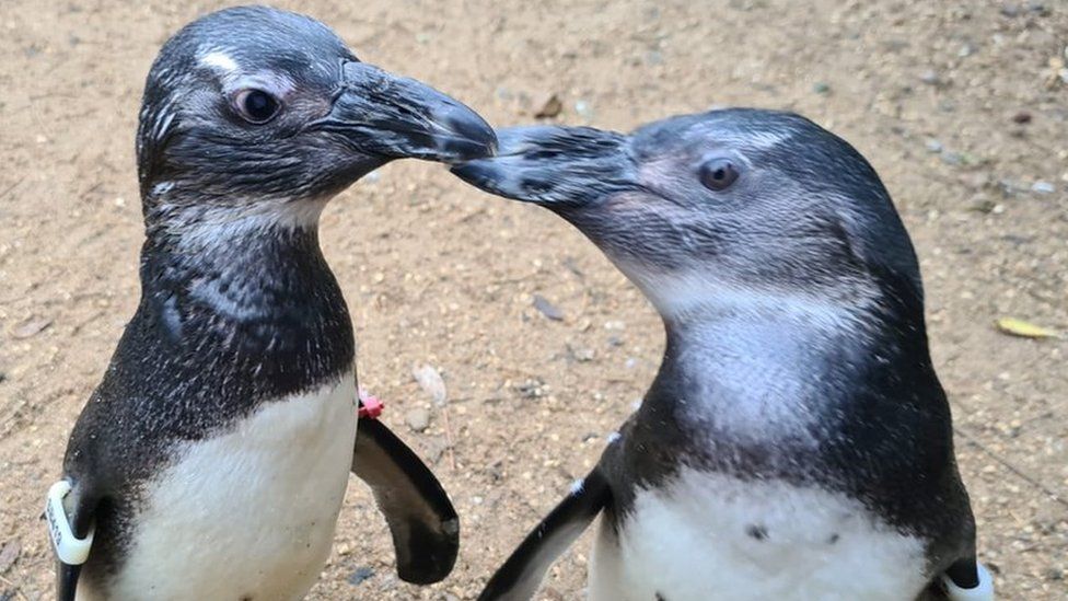 penguins squid and penguin touch beaks