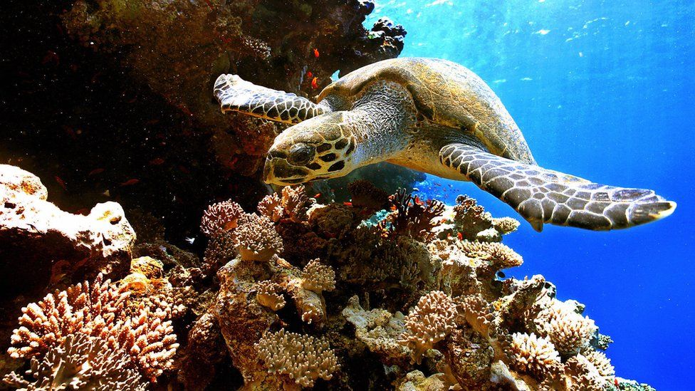 A turtle swimming over a coral reef