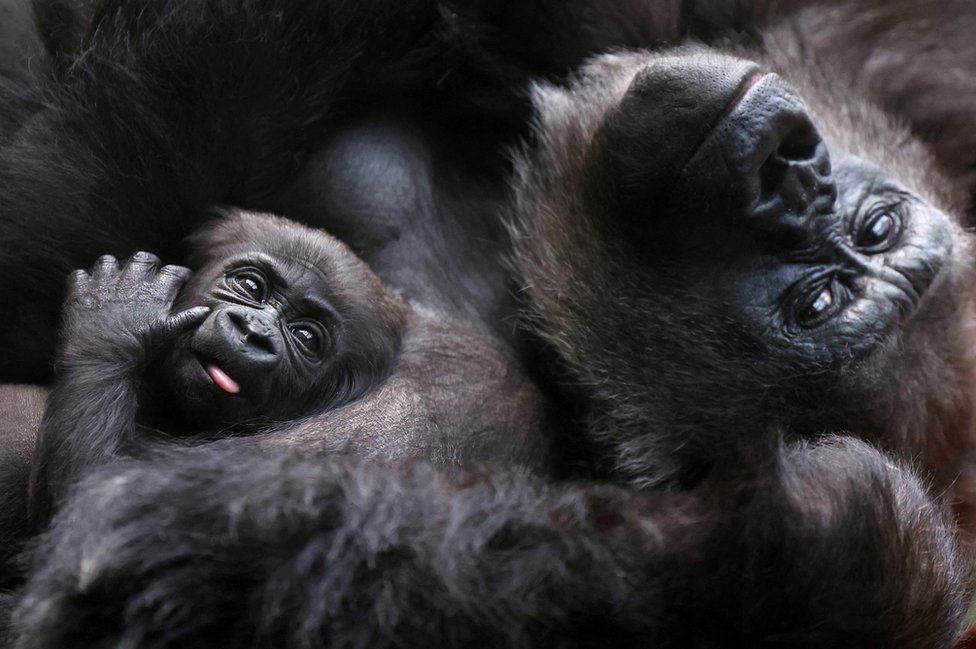 A critically endangered western lowland gorilla holds its baby, one of two born in 2024 at London Zoo, in London, Britain, March 25, 2024.