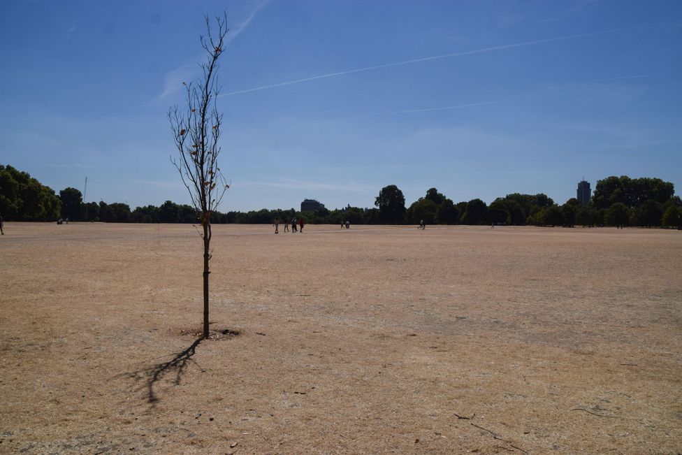 A bare tree in a parched Hyde Park on a scorching day in London, 10 August 2022
