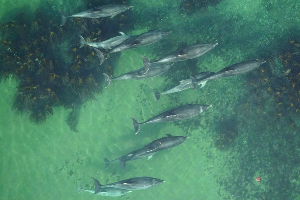 Dolphins from the air