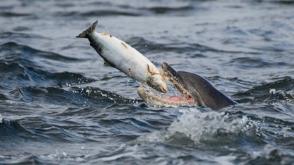 Dolphin eating a salmon