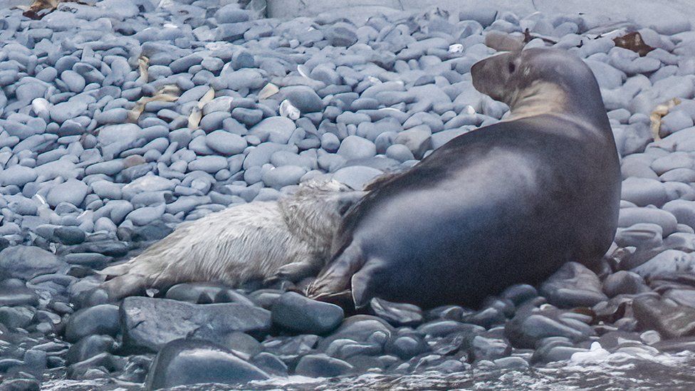 Seals on the coast of Ceredigion