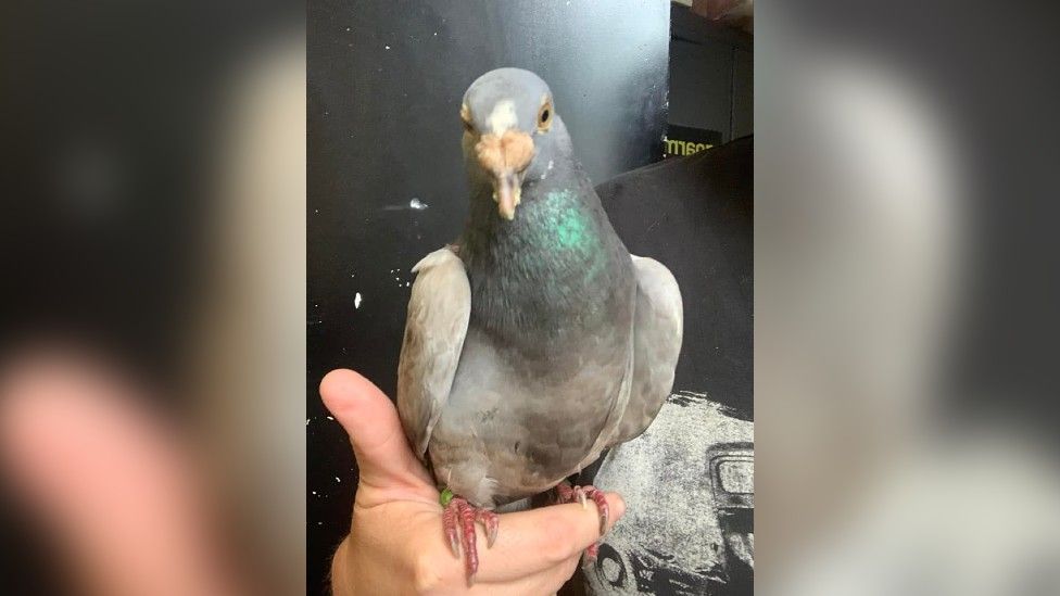 Bob the pigeon