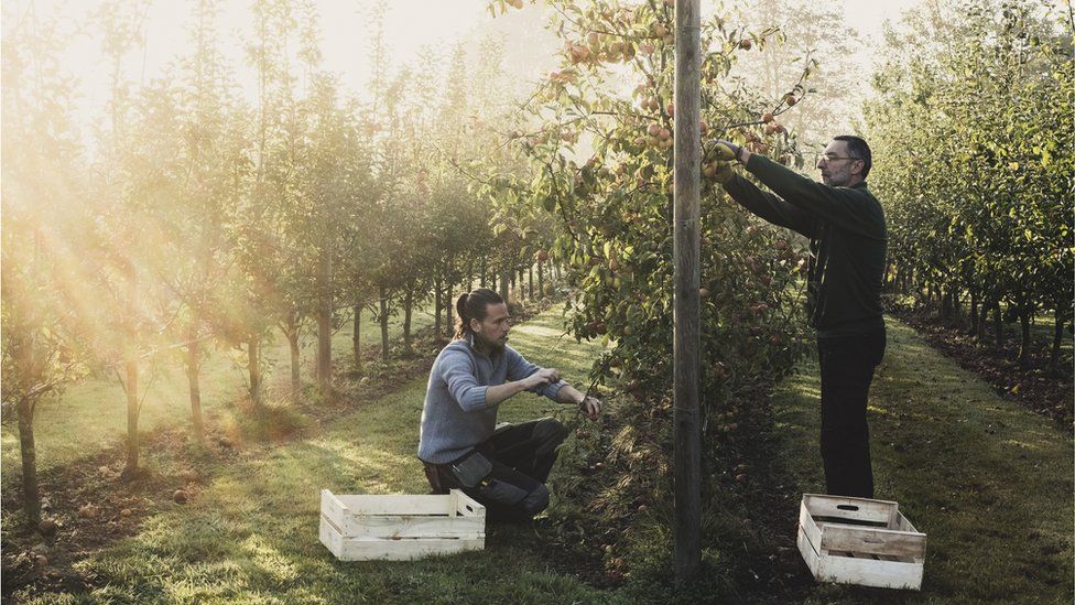 Men picking apples