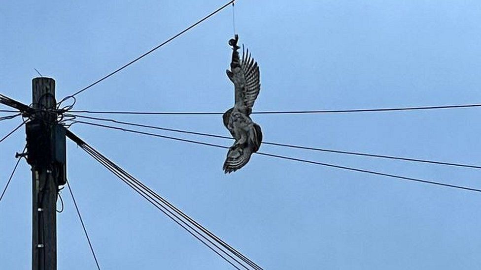 Owl caught in power lines