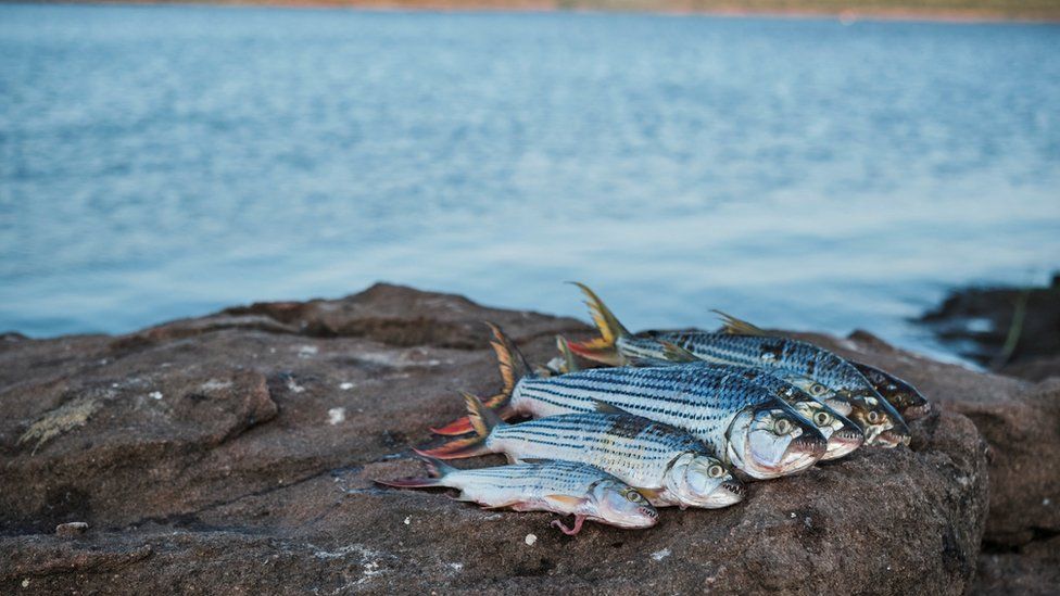 A trader’s catch of tigerfish is displayed on the banks of the Zambezi River.