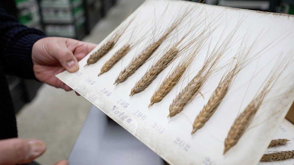 Landrace wheat collection