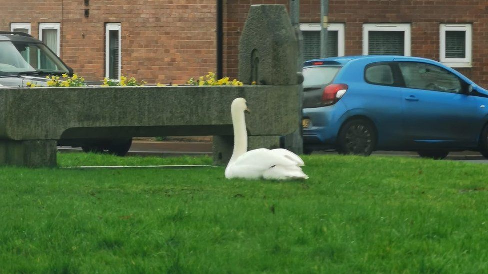 A swan sitting alone on a patch of grass