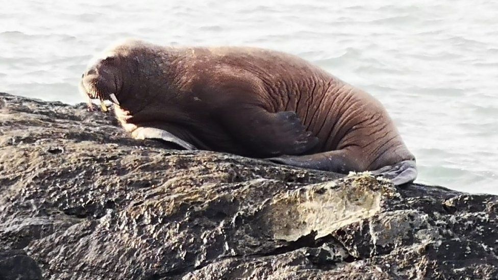 "It was the size of a big bull," said Alan Houlian who spotted the walrus on Sunday