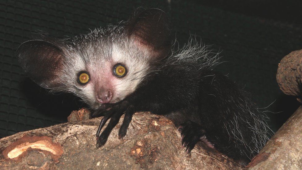 The Aye-aye, a nocturnal lemur with big eyes and slender fingers.