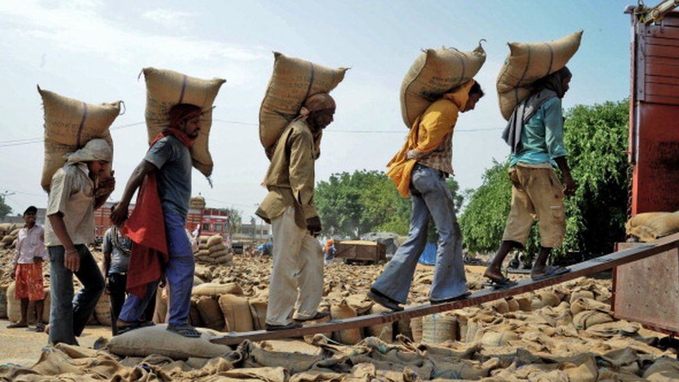 Indian labourers load 50 kilo sacks of wheat into a truck at a grain distribution point on the outskirts of Amritsar on May 3, 2014.