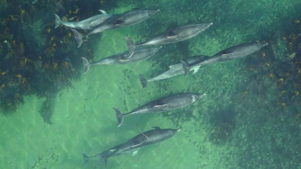 Dolphins from the air