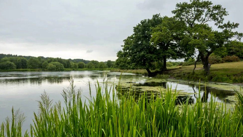Greenery surrounding the lake at Sutton Park