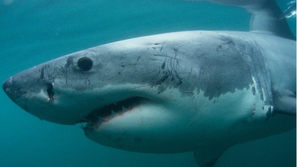 Great white shark (Carcharodon carcharias).