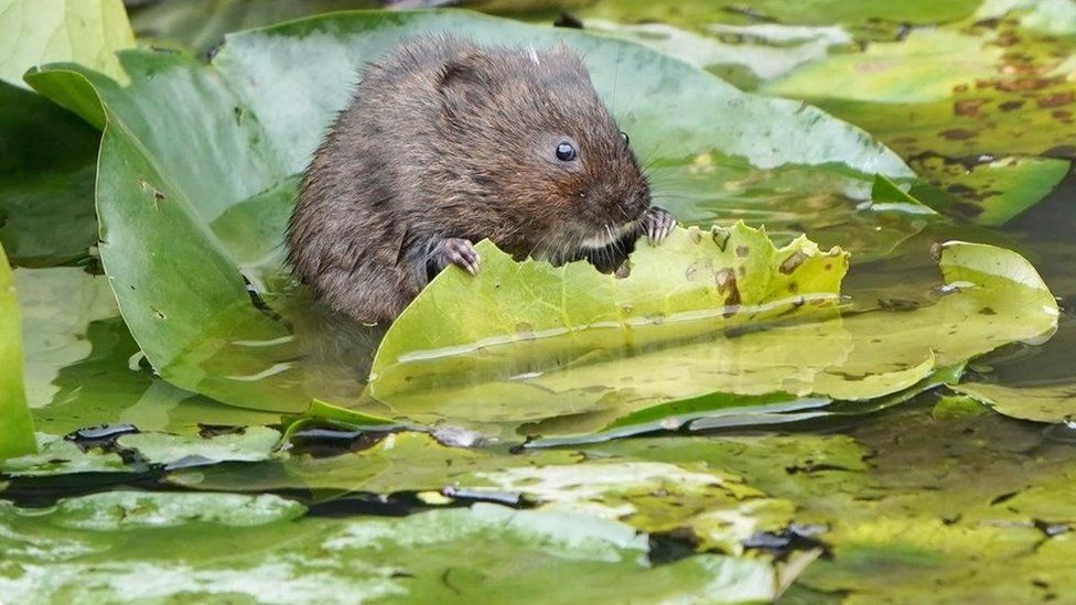 Water vole nibbling a leaf