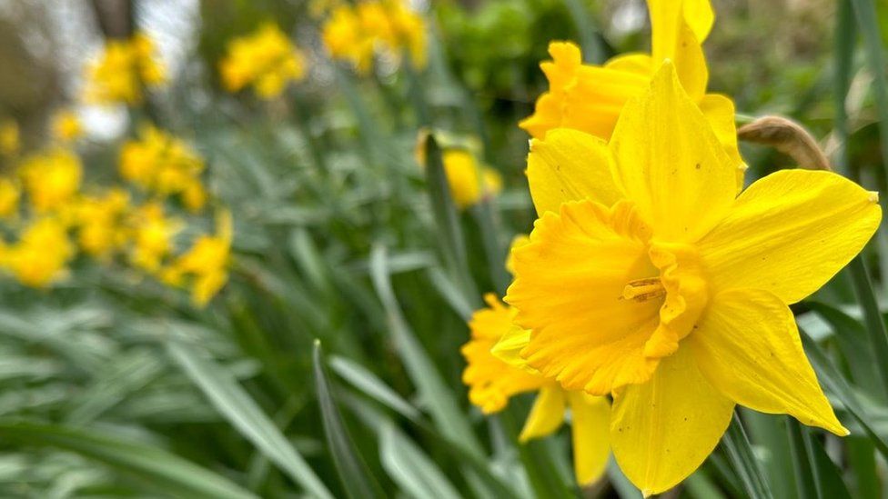 Daffodil heads in Thriplow, Cambridgeshire