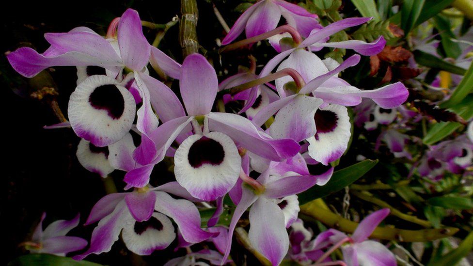 Dendrobium nobile orchid