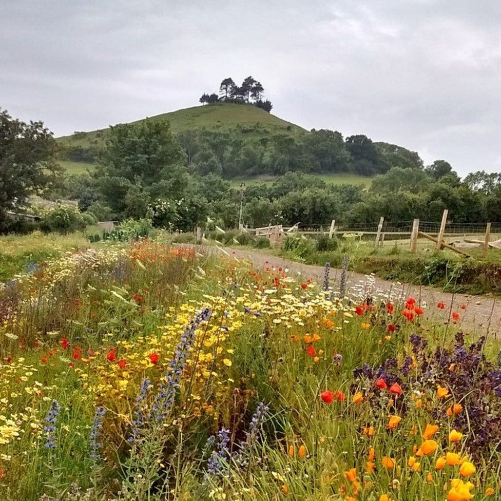 Wild flowers in the village of Symondsbury, towards Colmer's Hill in West Dorset