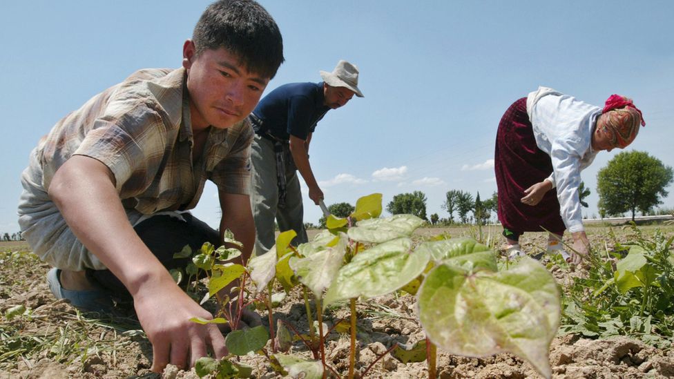 Uzbek farming family picking cotton, 2005