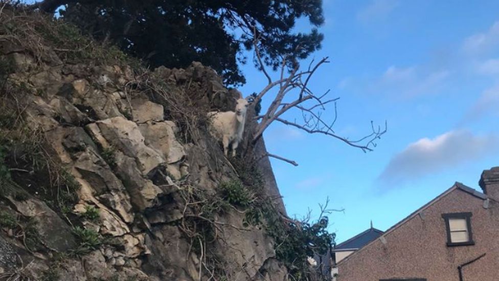 A Kashmiri goat on a rock face in Llandudno