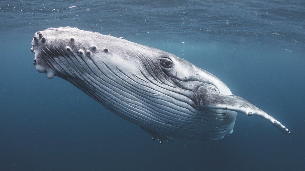 Humpback whale swims through the sea