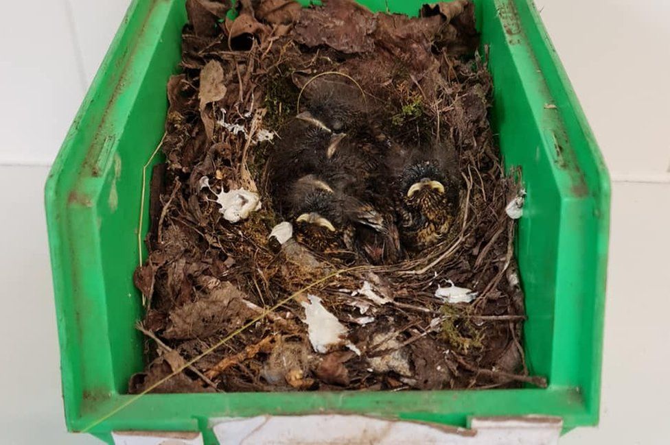Box containing bird nest