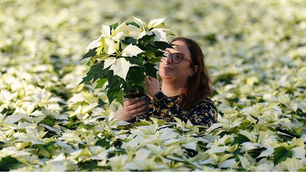 Woman holding white poinsettia