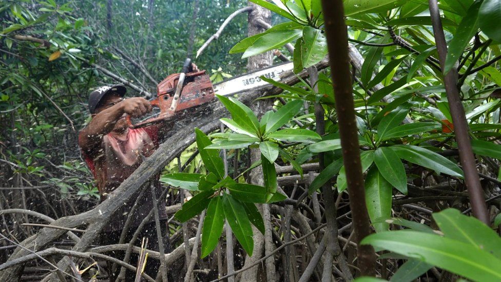 Man chops down tree with chainsaw