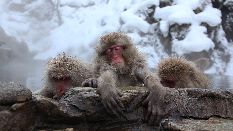 Three macaques lean on rocks next to their hot spring.