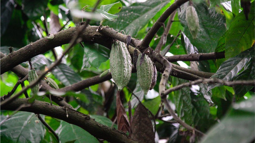 Cacao pods growing on a tree in Indonesia