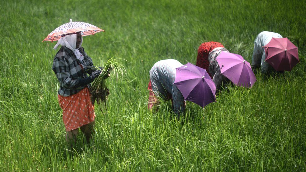 Indian farm workers weed rice paddy at Kainakary in Kuttanad on July 28, 2022 in Kerala, India.