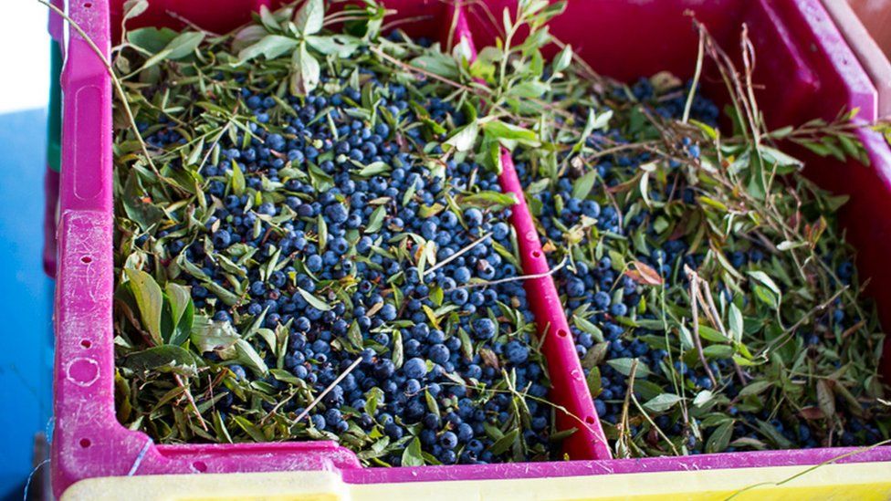 Picked wild blueberries