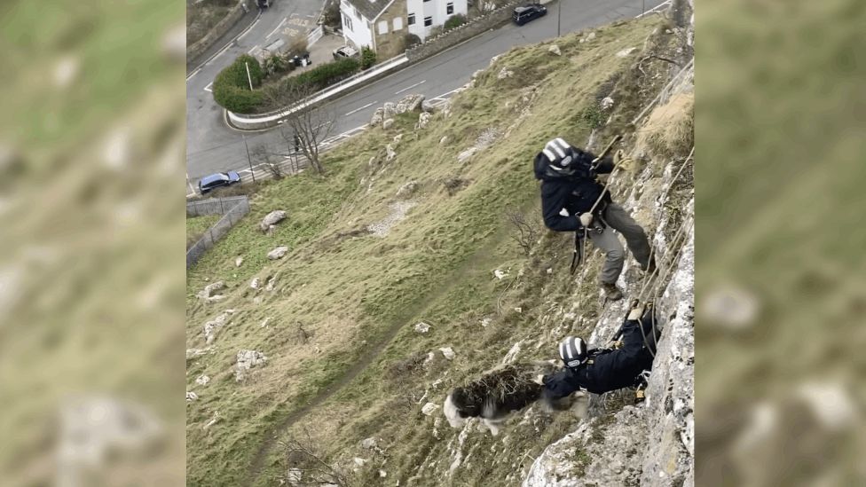 RSPCA inspectors abseil down a cliff face on Llandudno's Great Orme to rescue a sheep