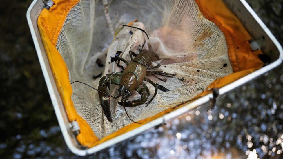 Signal crayfish threaten native species, say experts