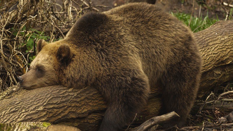 A European brown bear lies down on a log at Bear Wood at the Bristol Zoo Project