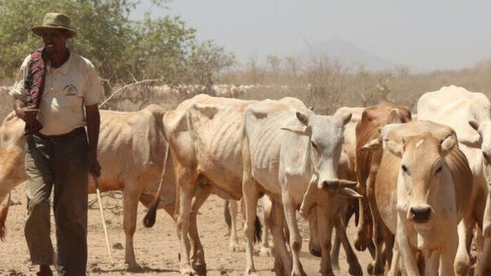Cows in Marsabit, Kenya