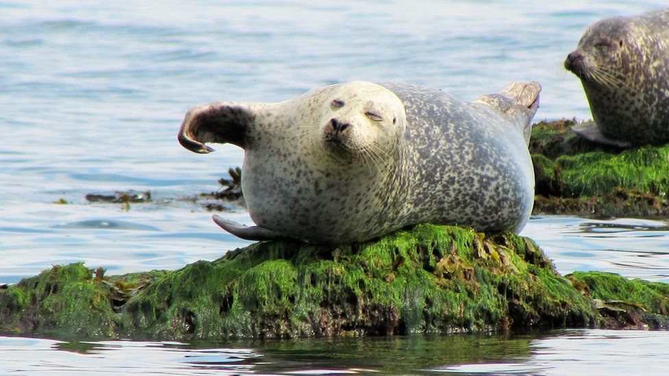 Seal at Lower Largo