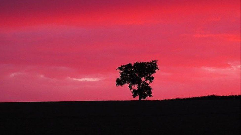 A pink, red and orange sky behind a single tree