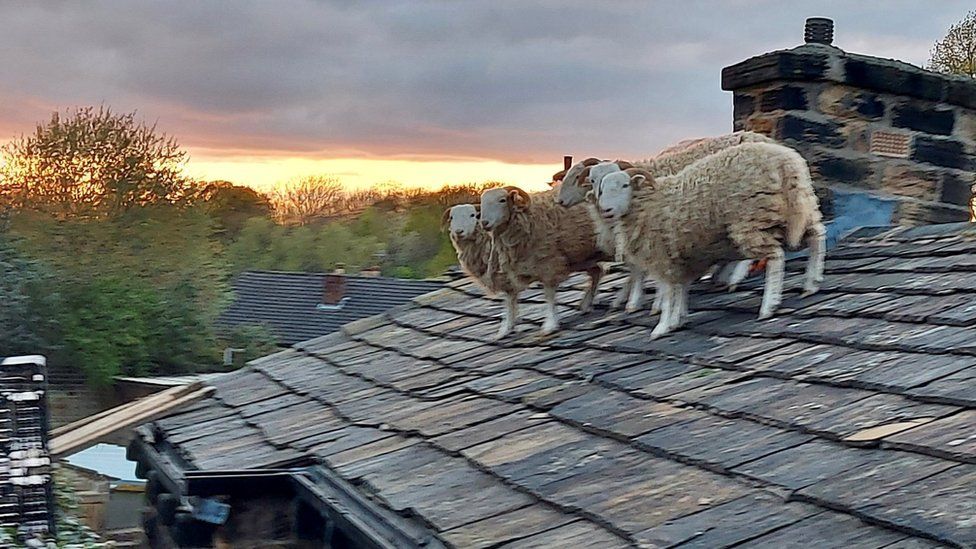 Sheep on rooftop