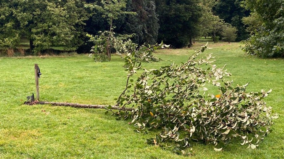 Young tree cut down in attack