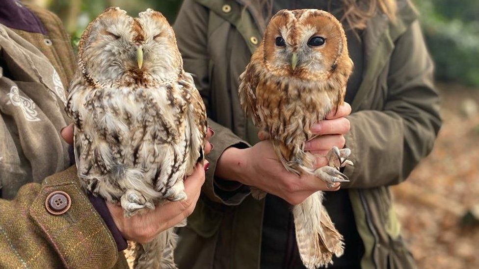Snowball and Wotsit, the tawny owls