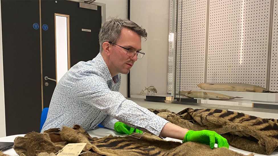 Jack Ashby with the University Museum of Zoology thylacine skins