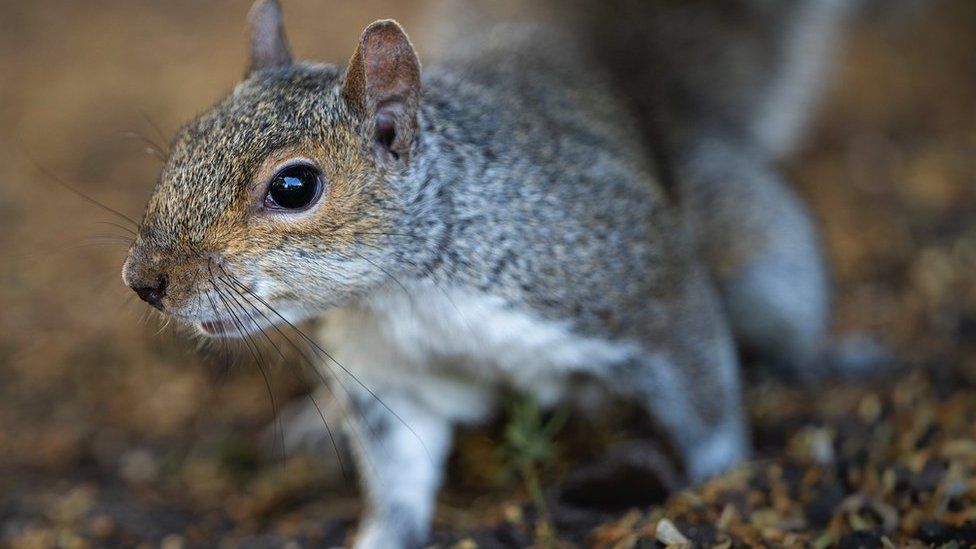 Grey squirrel up close