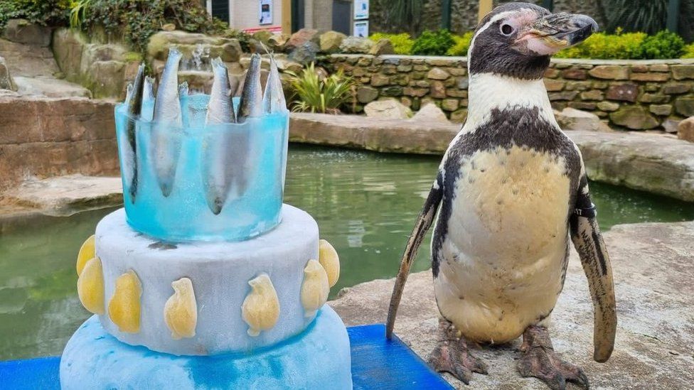 Spneb the penguin with her ice cake