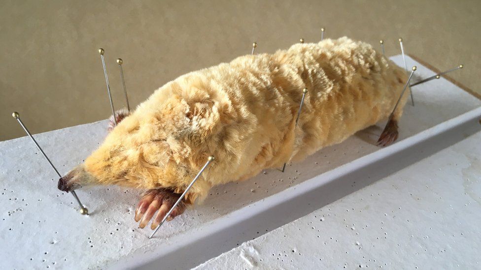 Taxidermied ginger mole