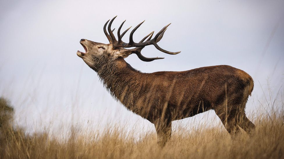 A stag roars during the deer mating season.