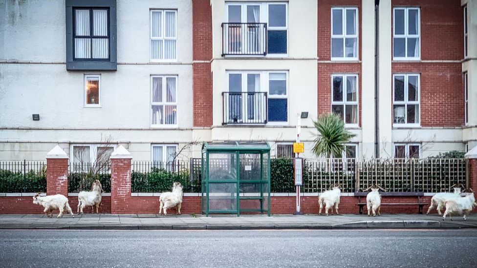 Goats pictures outside a bus stop